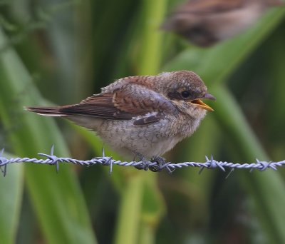 Grauwe Klauwier - Red-backed Shrike