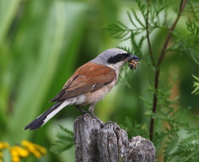 Grauwe Klauwier - Red-backed Shrike