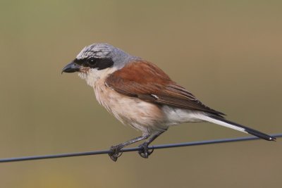 Grauwe Klauwier - Red-backed Shrike