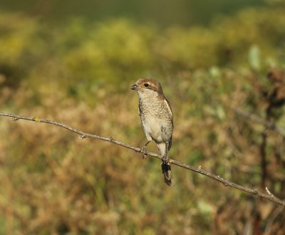 Grauwe Klauwier - Red-backed Shrike