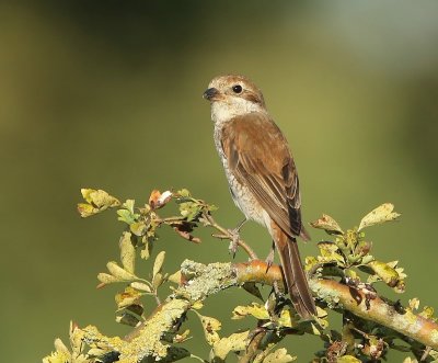 Grauwe Klauwier - Red-backed Shrike