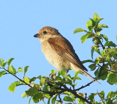 Grauwe Klauwier - Red-backed Shrike