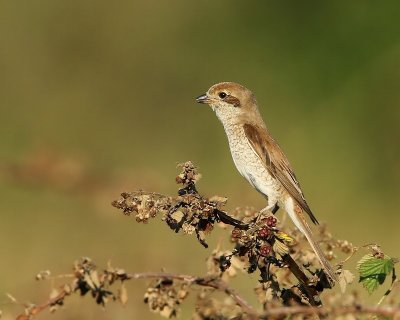 Grauwe Klauwier - Red-backed Shrike