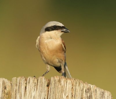 Grauwe Klauwier - Red-backed Shrike