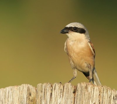 Grauwe Klauwier - Red-backed Shrike