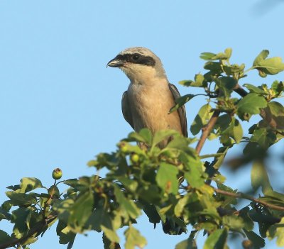 Grauwe Klauwier - Red-backed Shrike