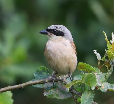 Grauwe Klauwier - Red-backed Shrike