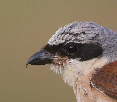 Grauwe Klauwier - Red-backed Shrike