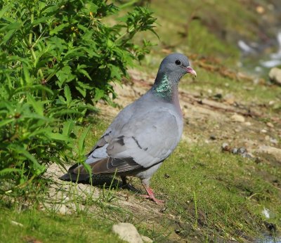 Holenduif - Stock Dove
