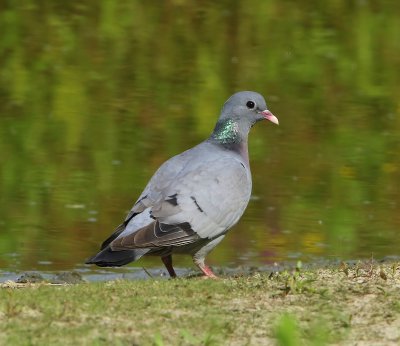 Holenduif - Stock Dove