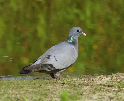 Holenduif - Stock Dove