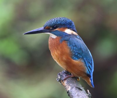 IJsvogel - Common Kingfisher