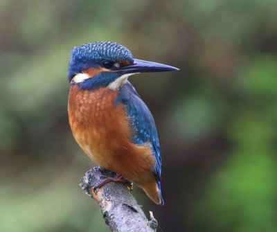 IJsvogel - Common Kingfisher