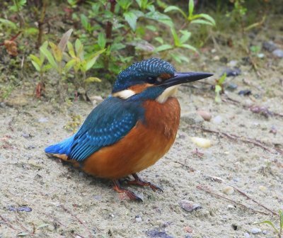 IJsvogel - Common Kingfisher