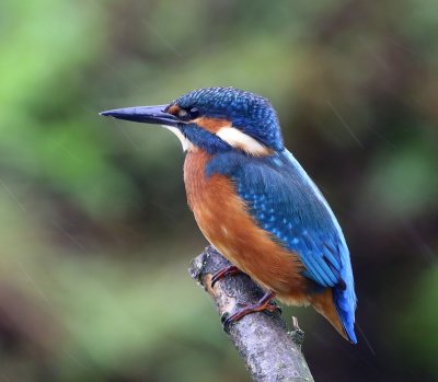 IJsvogel - Common Kingfisher