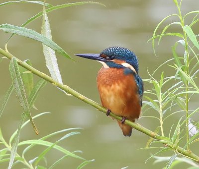 IJsvogel - Common Kingfisher