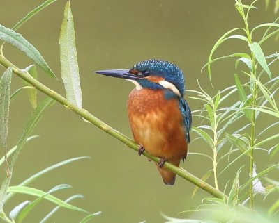 IJsvogel - Common Kingfisher