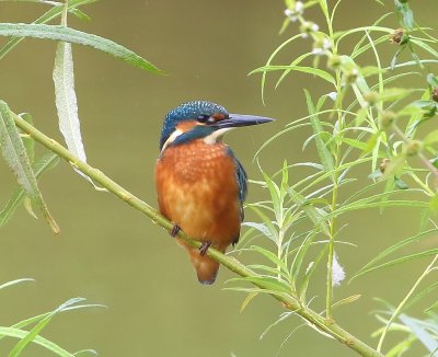 IJsvogel - Common Kingfisher