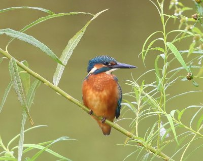 IJsvogel - Common Kingfisher