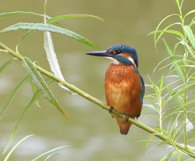 IJsvogel - Common Kingfisher