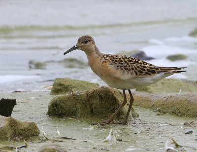 Kemphaan - Ruff