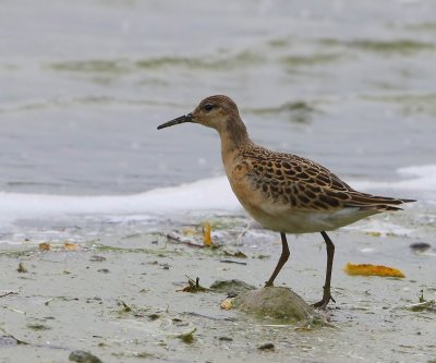 Kemphaan - Ruff