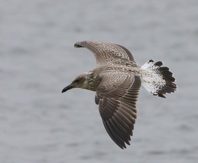 Kleine Mantelmeeuw - Lesser Black-backed Gull