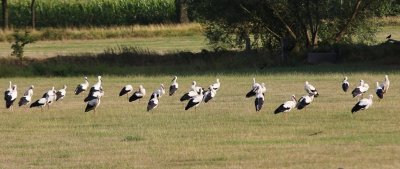 Ooievaars - White Storks