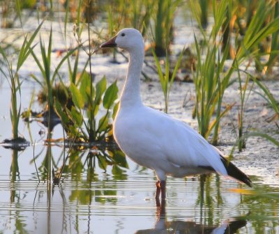 Sneeuwgans - Snow Goose