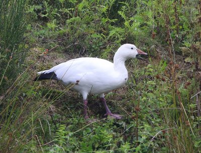 Sneeuwgans - Snow Goose