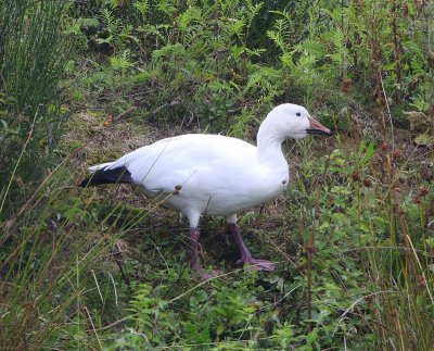 Sneeuwgans - Snow Goose
