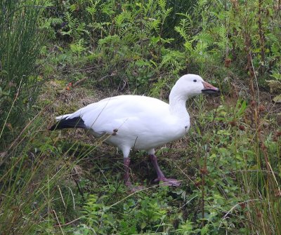 Sneeuwgans - Snow Goose