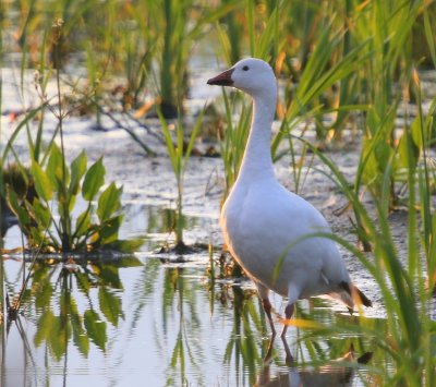 Sneeuwgans - Snow Goose