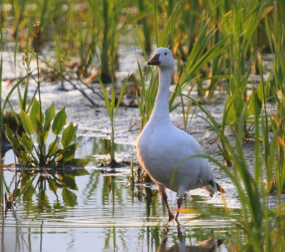Sneeuwgans - Snow Goose