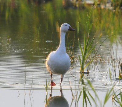 Sneeuwgans - Snow Goose