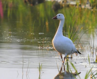 Sneeuwgans - Snow Goose