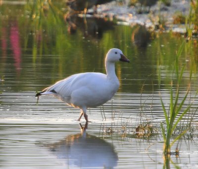 Sneeuwgans - Snow Goose