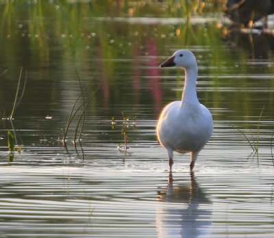 Sneeuwgans - Snow Goose