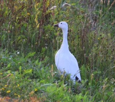 Sneeuwgans - Snow Goose