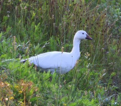 Sneeuwgans - Snow Goose