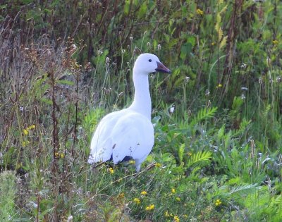 Sneeuwgans - Snow Goose