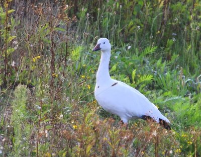 Sneeuwgans - Snow Goose