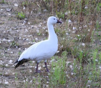 Sneeuwgans - Snow Goose