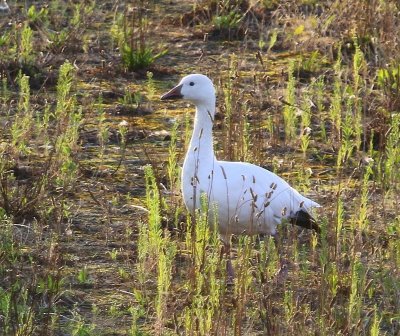 Sneeuwgans - Snow Goose