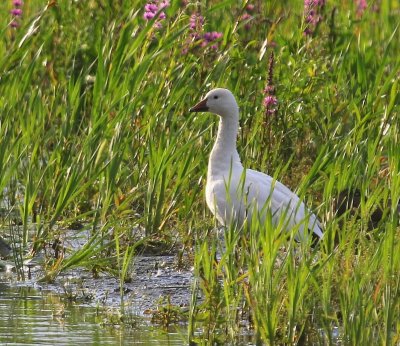 Sneeuwgans - Snow Goose