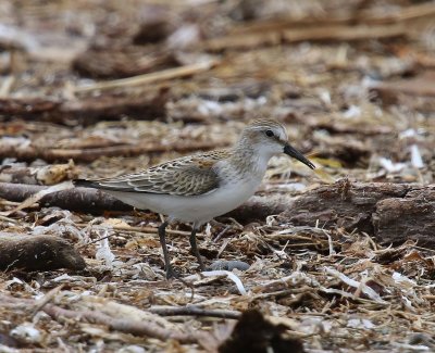 Alaskastrandloper - Western Sandpiper