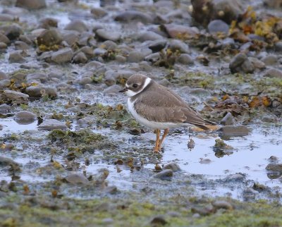 Amerikaanse Bontbekplevier - Semipalmated Plover