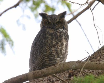 Amerikaanse Oehoe - Great Horned Owl