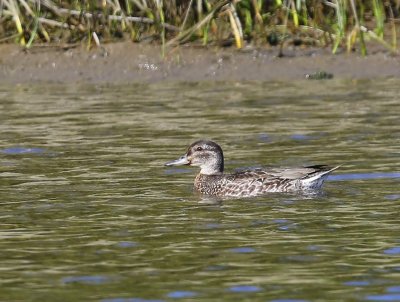 Amerikaanse Wintertaling - Green-winged Teal