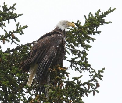 Amerikaanse Zeearend - Bald Eagle